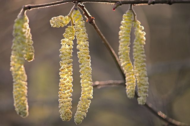 Ernährung bei Allergie-Heuschnupfen