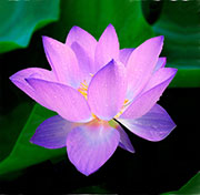 purple flower purple flower